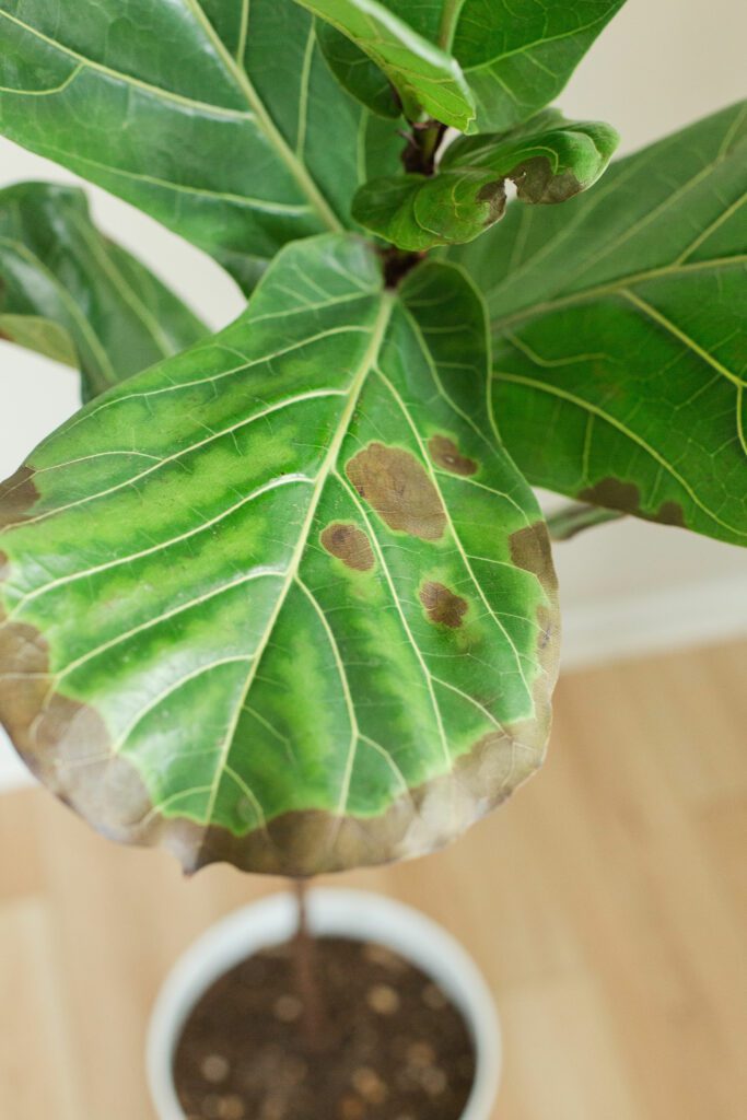 Is your fiddle leaf fig dropping leaves?  Expert advice on root rot, pest control, and optimal plant care. Revive your fiddle leaf fig!