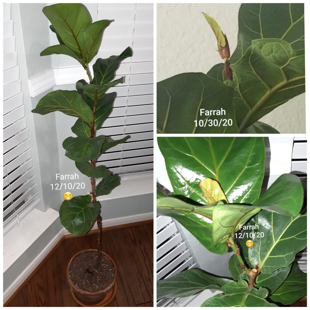 Another Fiddle Leaf Fig Victory: Fiddle Leaf Fig Troubleshooting 4 We love to hear about your fiddle leaf fig success stories. Learn more about Angela's fiddle leaf fig victory success story!
