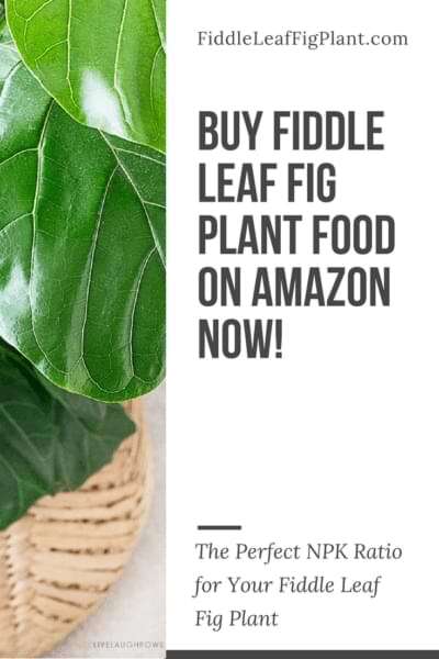 fiddle leaf fig plant food
