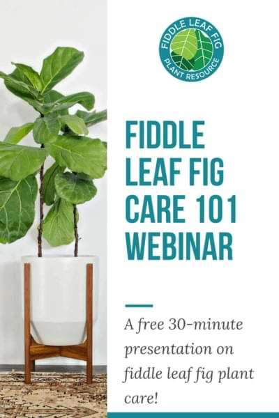 The Fiddle Leaf Fig Resource 5 Fiddle Leaf Fig Care 101 Webinar