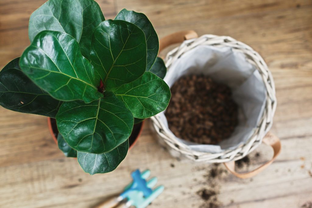 The Ultimate Guide to Dwarf Fiddle Leaf Figs and Bambinos