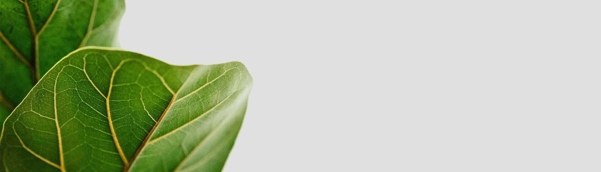 Fiddle Leaf Fig Plant
Resource Center