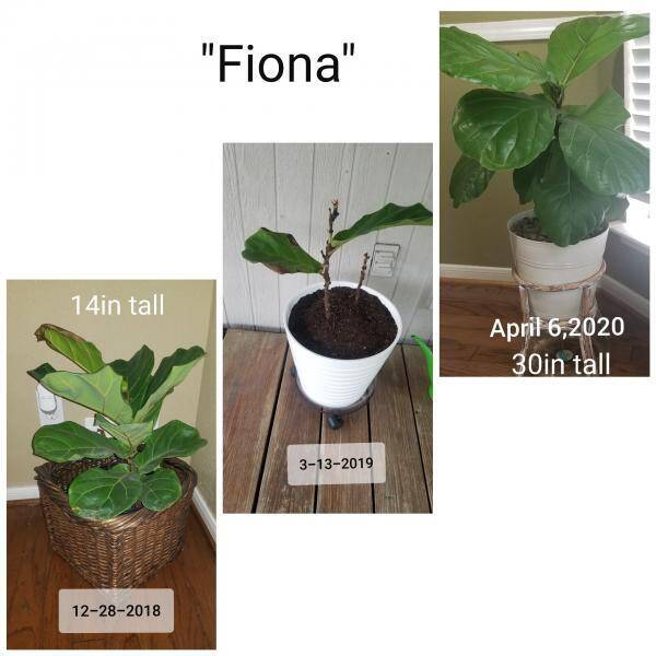 Fiddle Leaf Fig Before And After Photos: How Angela Went from Novice to Expert 1 Fiona