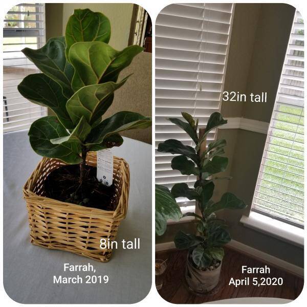 Fiddle Leaf Fig Before And After Photos: How Angela Went from Novice to Expert 2 Before and After