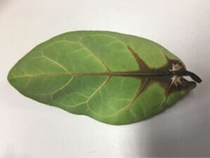 Protect your Plant from Bacteria