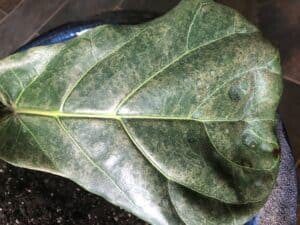 The Ultimate Photo Identification Guide to Fiddle Leaf Fig Brown Spots 19 Mild Sunburn