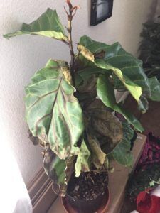 Leaf Drop From Dry Conditions