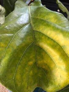 Yellowing Leaves