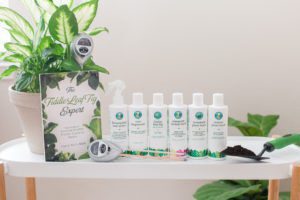 Bambino and Dwarf Fiddle Leaf Figs: What Is the Difference? 9 All FLF HRC MPR Products