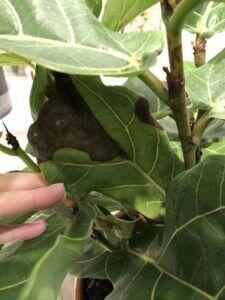 The Ultimate Photo Identification Guide to Fiddle Leaf Fig Brown Spots 9 Bacterial Infection