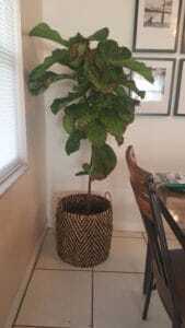 The Ultimate Photo Identification Guide to Fiddle Leaf Fig Brown Spots 10 Bacterial Infection