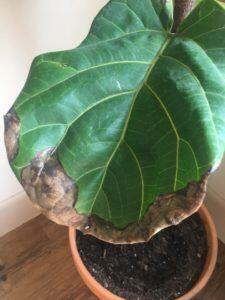The Ultimate Photo Identification Guide to Fiddle Leaf Fig Brown Spots 8 Bacterial Infection