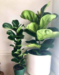 What is the difference between bambino and dwarf fiddle leaf figs? Learn more about small fiddle leaf figs and how best to care for them.