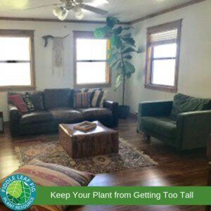 Keep Your Plant From Getting Too Tall