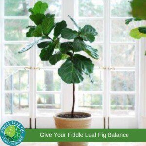Give Your Plant Balance