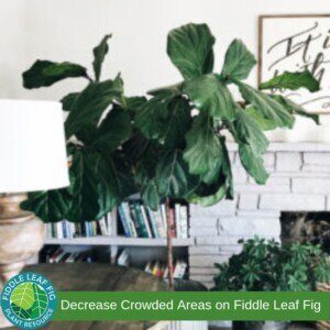 Pruning and Shaping Your Fiddle Leaf Fig Plant 7 Decrease Crowded Areas