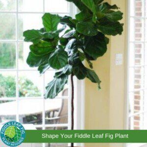 Pruning and Shaping Your Fiddle Leaf Fig Plant 8 Shape Your Plant