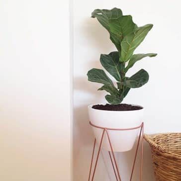 Bruiser Fiddle Leaf Fig