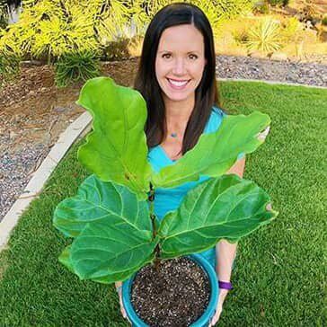 Claire Akin - Fiddle Leaf Fig Plant Resource