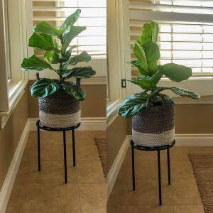 Is Coffee Good for Fiddle Leaf Fig Plants? 7 Coffee Grounds Before After