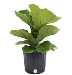 Where to Buy a Fiddle Leaf Fig Plant Online 2