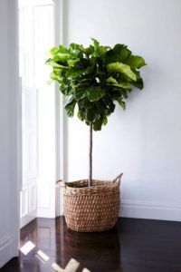 How to Repot a Fiddle Leaf Fig Tree (And Add a Decorative Container!) 10 Decorative Container