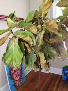 The two most common problems for fiddle leaf figs are opposites. Read the subtle differences between a dry and over-watered fiddle leaf fig.