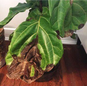 How Can You Tell the Difference Between a Dry and Over-Watered Fiddle Leaf Fig Plant? 5 Brown Spots of a Dry Plant
