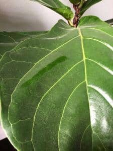 Dusty Fiddle Leaf Fig Plant