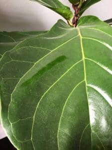 Three Ways to Clean Fiddle Leaf Fig Leaves 3 Dusty Fiddle Leaf Fig Plant