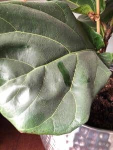 Dusty Fiddle Leaf Fig Plant