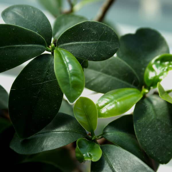 Ficus Bonsai