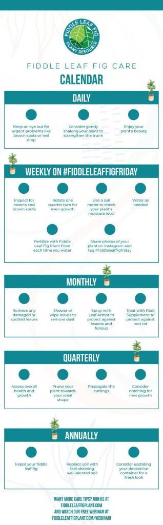 Fiddle Leaf Fig Care Calendar 3 Fiddle Leaf Fig Care Calendar