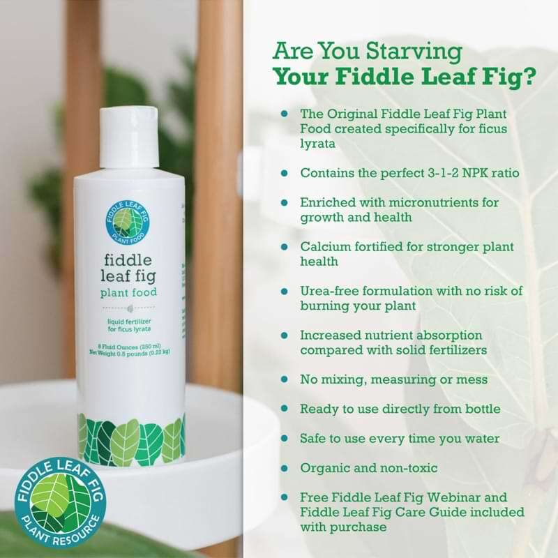 Fiddle Leaf Fig Tree Plant Food 4 Fiddle Leaf Fig Plant Food
