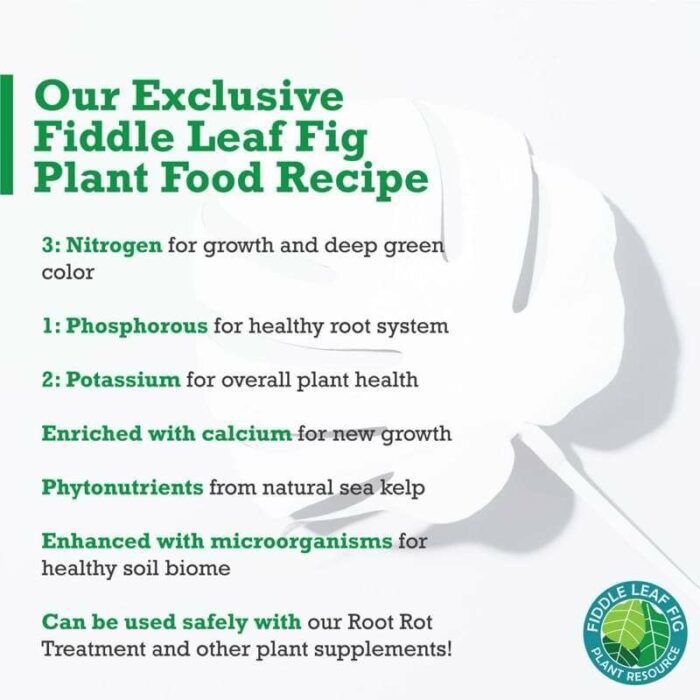 Fiddle Leaf Fig Plant Food The Fiddle Leaf Fig Plant Resource