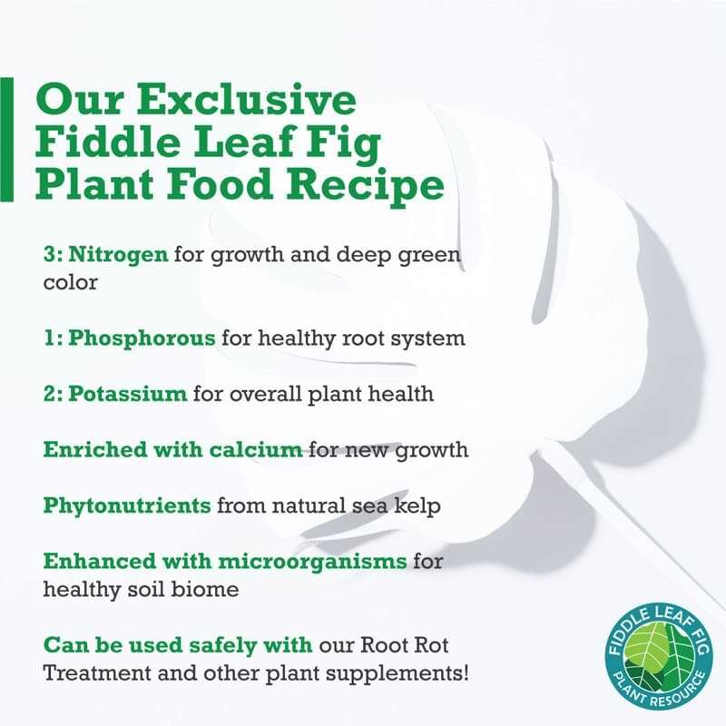 Fiddle Leaf Fig Tree Plant Food 6 Fiddle Leaf Fig Plant Food