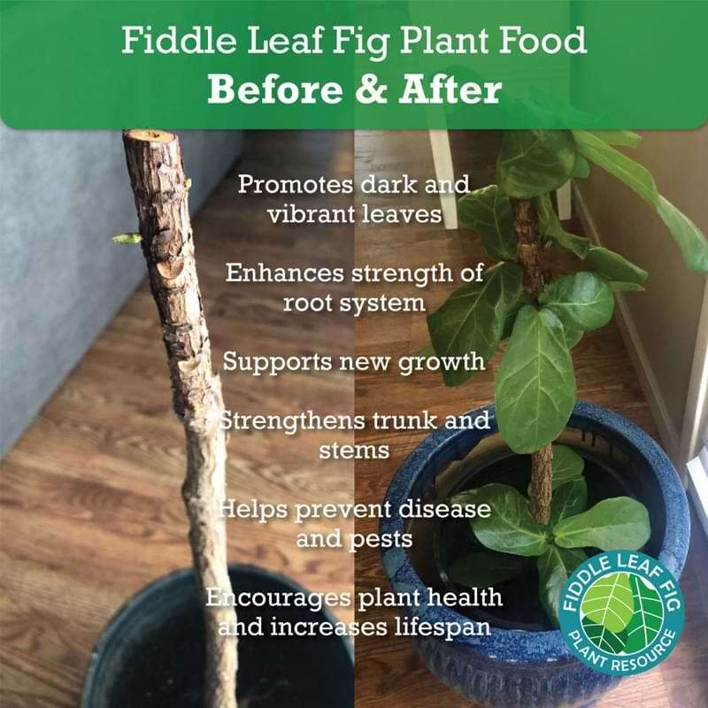 Fiddle Leaf Fig Tree Plant Food 7 Fiddle Leaf Fig Plant Food