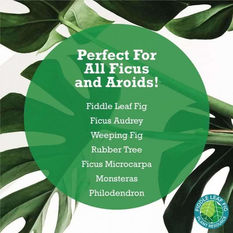 Fiddle Leaf Fig Plant Food The Fiddle Leaf Fig Plant Resource