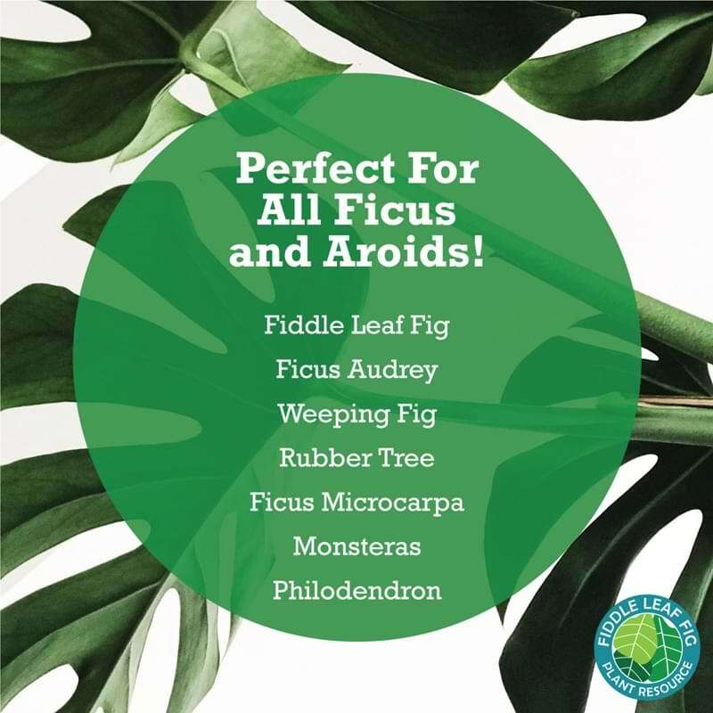 Fiddle Leaf Fig Tree Plant Food 9 Fiddle Leaf Fig Plant Food