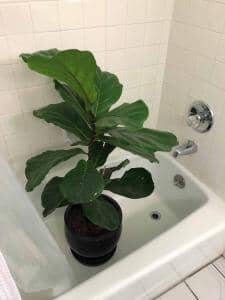 Fiddle Leaf Fig Shower