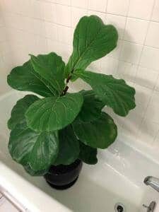 Three Ways to Clean Fiddle Leaf Fig Leaves 9 Fiddle Leaf Fig Shower