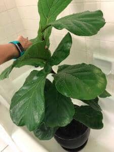 Fiddle Leaf Fig Shower