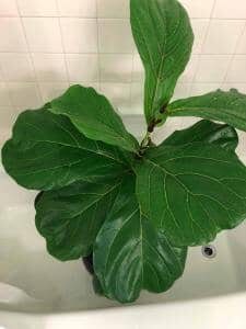 Fiddle Leaf Fig Shower