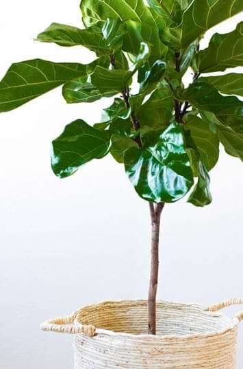 Fiddle Leaf Fig Tree