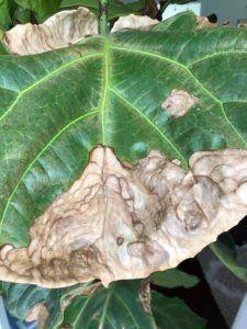 The Ultimate Photo Identification Guide to Fiddle Leaf Fig Brown Spots 11 Fiddle Leaf Fig Brown Spots Dryness