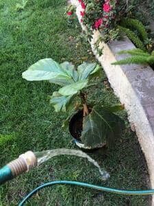 Hose Cleaning Fiddle Leaf Fig