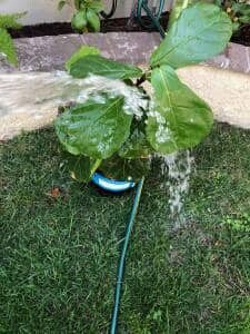 Three Ways to Clean Fiddle Leaf Fig Leaves 6 Hose Cleaning Fiddle Leaf Fig