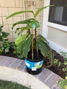 Hose Cleaning Fiddle Leaf Fig