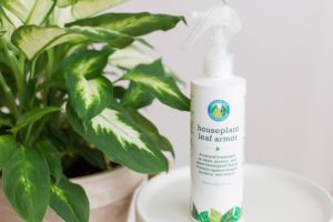Everything You Need to Know About Fiddle Leaf Fig Care 13 Houseplant Leaf Armor
