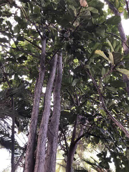 The Tallest Fiddle Leaf Fig Tree in the World? 5 Fertilize with Fiddle Leaf Fig Plant Food